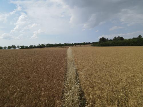 DJI_3604.JPG
